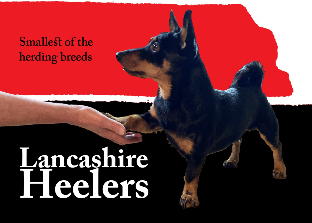 Image of a Lancashire Heeler with his paw in the hand of an unseen person. Both are superimposed over a black layer that says, "Lancashire Heelers" on the bottom and a red background that says, "The smallest of the herding breeds" across the top.