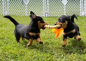 Is a Lancashire Heeler the Right Dog for My Family?