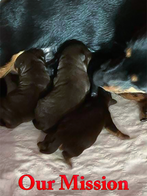 This is an image the head and torso of Lancashire Heeler mother with three tiny puppies who lined up to suckle. In red at the bottom of the photograph are the words "Our Mission," referring to the mission statement of Lancashire Heelers United.