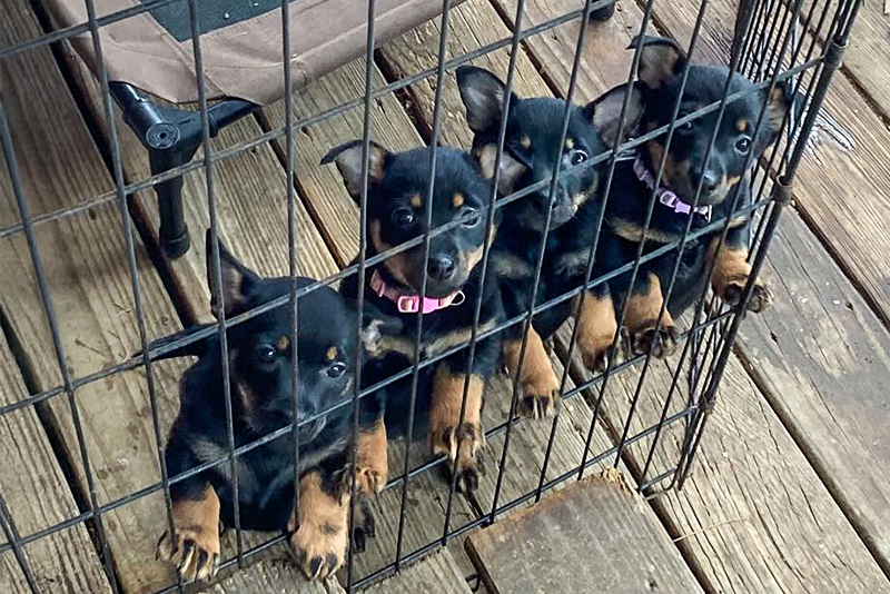 Four young puppies stand with their paws on the side of their ex pen