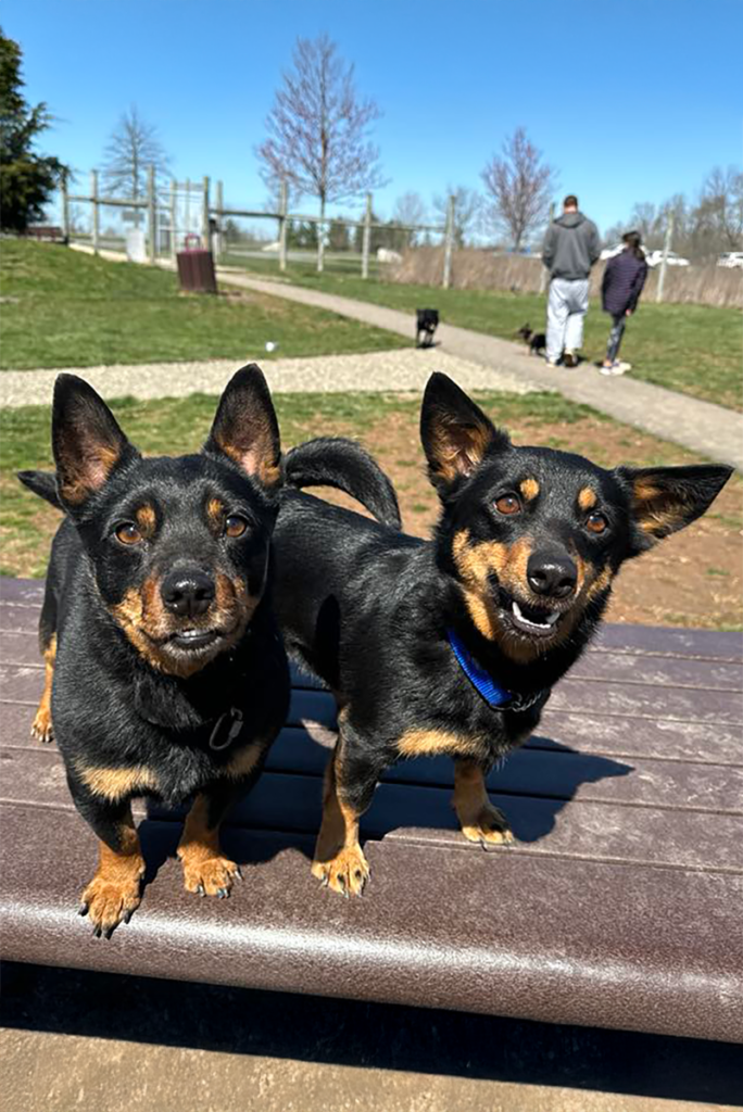 A photograph of two black and tan Lancashire Heelers stand on a picnic table at a dog park on a bright, sunny spring day