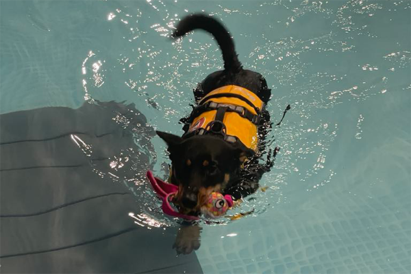 Lancashire Heeler wearing a life jacket and holding a toy in his mouth swim back to the dock