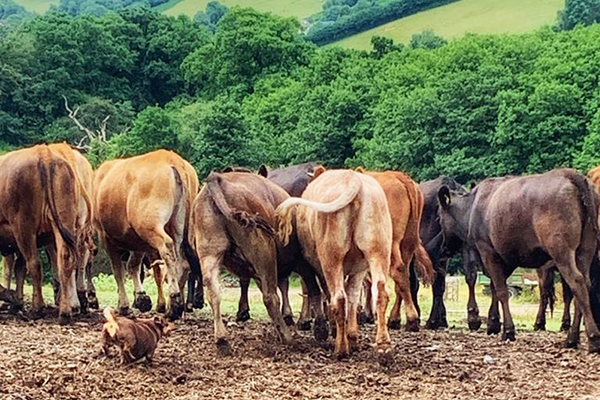 Photograph of a Lancashire Heeler moving cattle