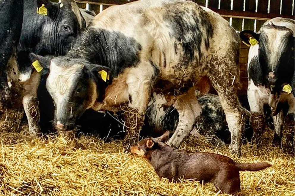 A single Lancashire Heeler and a small herd of cattle facing one another.