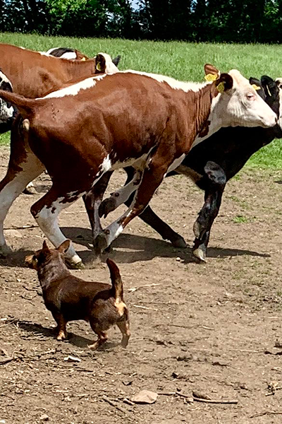 Photograph of a liver and tan Lancashire Heeler bossing a small bunch of cattle. The livestock is running away and the Heeler is pushing them from behind.