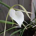 floral image standing in for a photo of Juanita