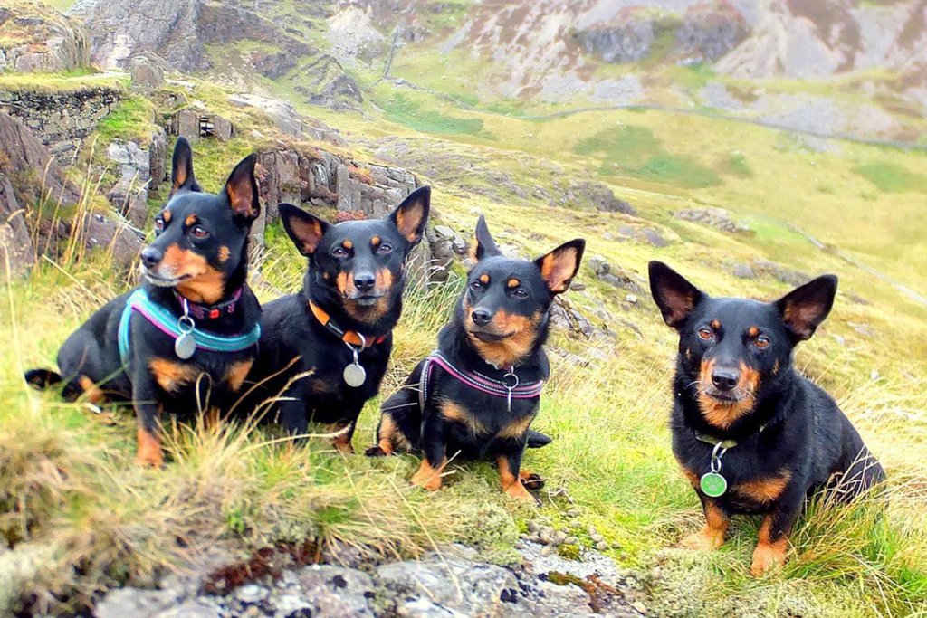 Four Lancashire Heelers sitting together in the foreground under Snowden, the mountain in North Wales.