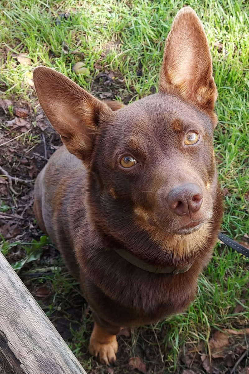 A liver and tan Lancashire Heeler looks up at the camera expectantly