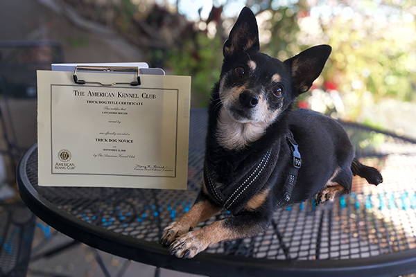An older Lancashire Heeler poses beside her newly-acquired AKC title