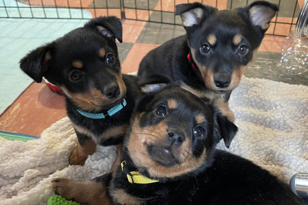 Three young black and tan Lancashire Heeler puppies