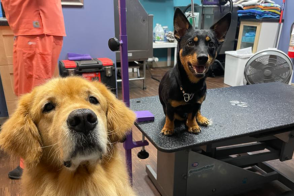 Picture of a Golden Retriever sitting on the floor next to a Lancashire Heeler sitting on a grooming table. Both dogs look bright-eyed and expectant.