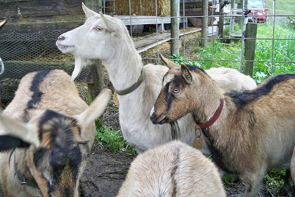 Lancashire Heelers Challenged