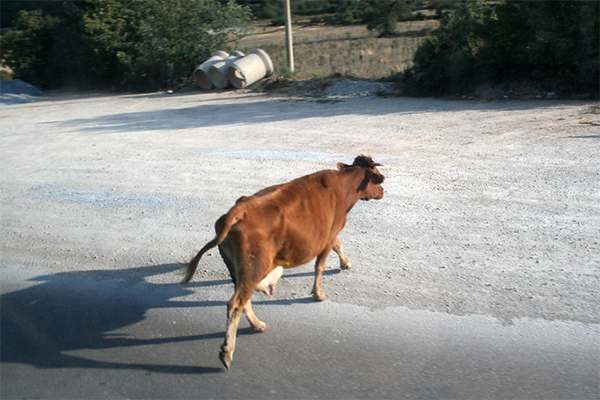 Heelers to the Rescue